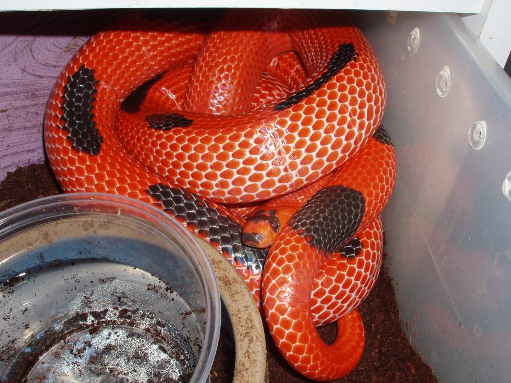 Female Hypo