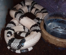 Fairly Clean Hypo