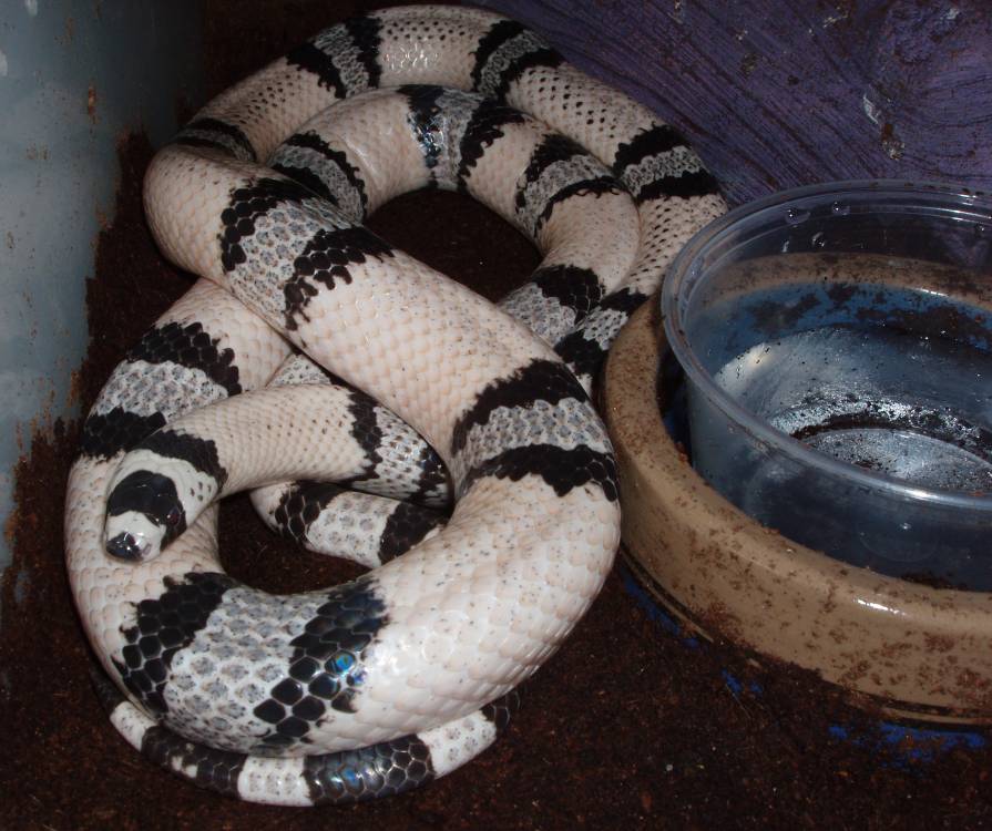 Fairly Clean Hypo