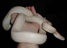 Female Amel Black Rat Snake