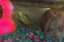 Squirt