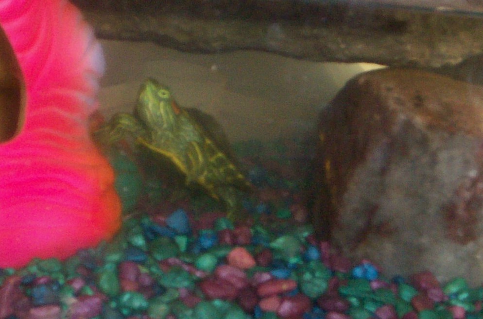 Squirt