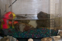 Red Eared Slider Turtle Aquarium