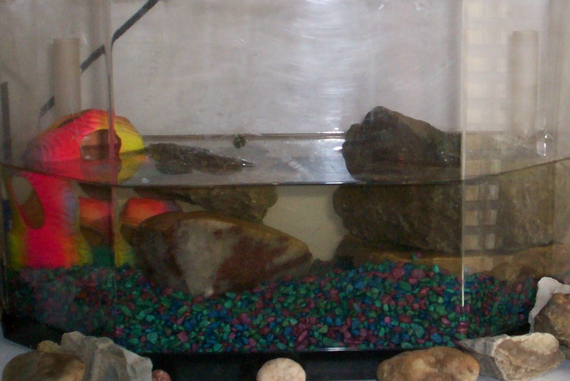 Red Eared Slider Turtle Aquarium