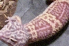 Albino Leopard Gecko
