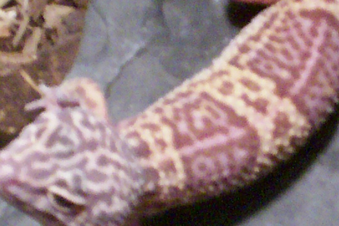 Albino Leopard Gecko