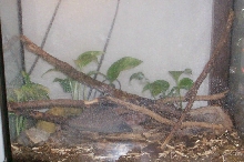 Leopard Gecko Terrarium