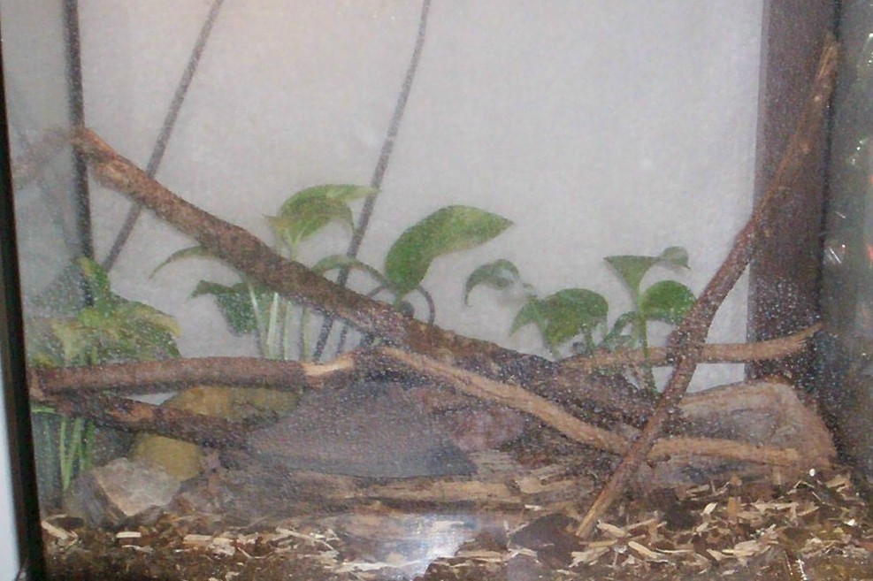 Leopard Gecko Terrarium