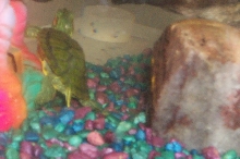 Squirt