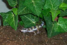 Baby Leopard Gecko