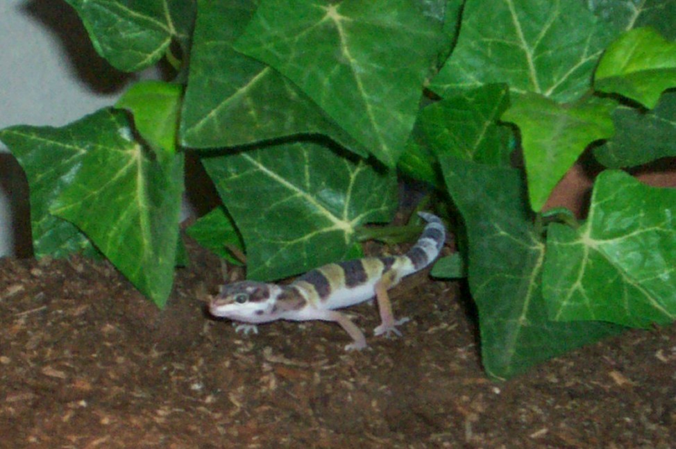 Baby Leopard Gecko