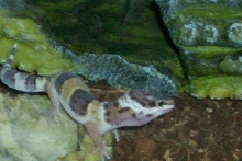 Baby Leopard Gecko
