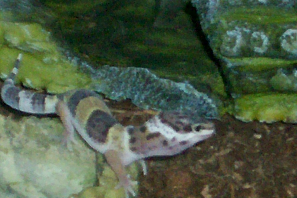 Baby Leopard Gecko