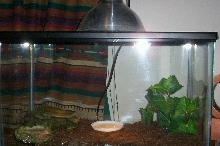 Baby Leos Setup
