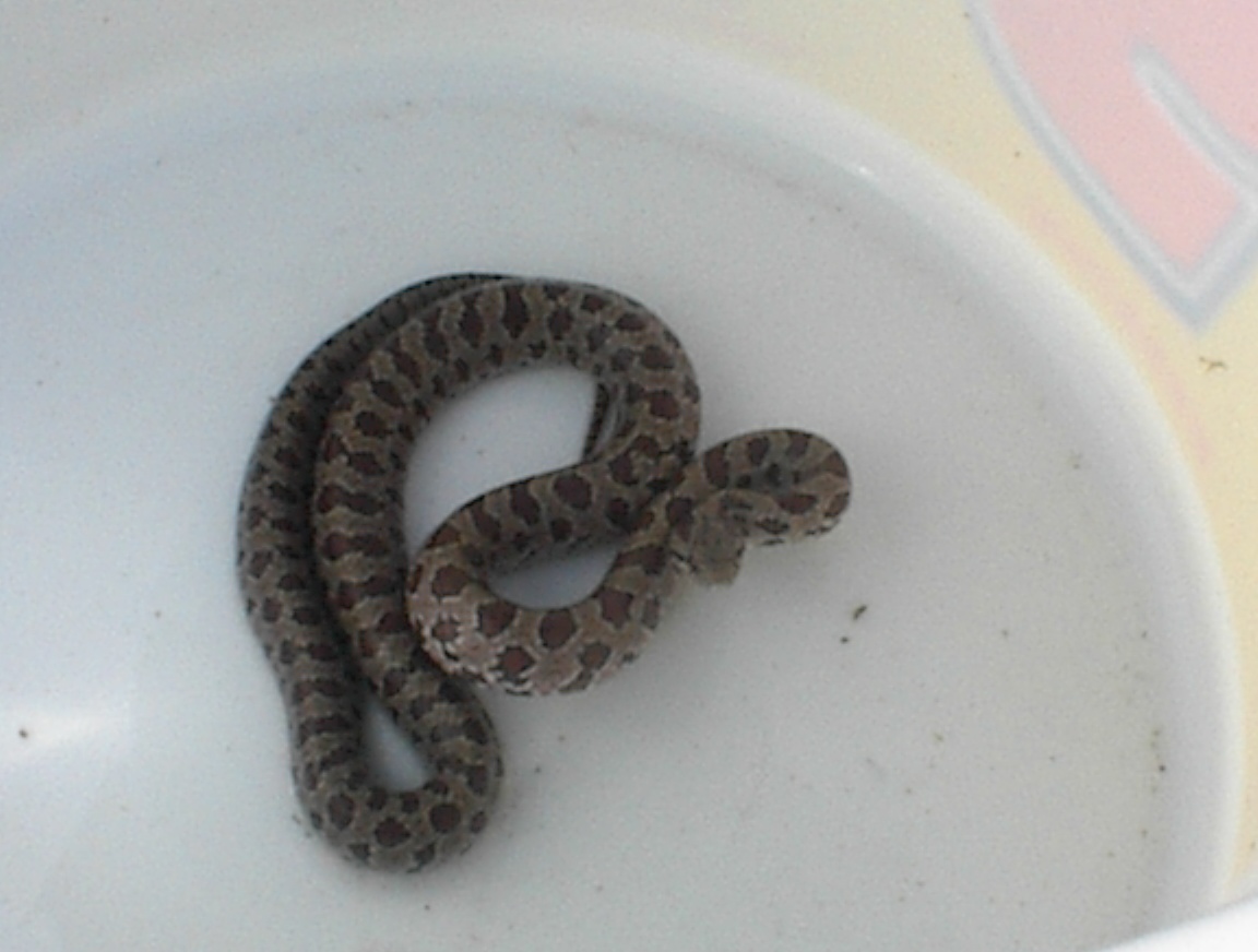 Wild Snake
