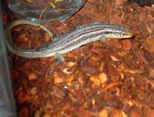 Great Plains Skink