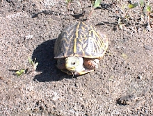 Wild Box Turtle
