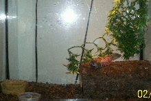 Jade and Ollie's Setup