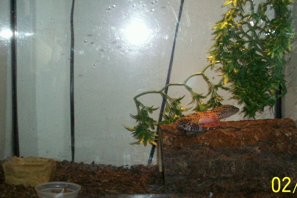 Jade and Ollie's Setup