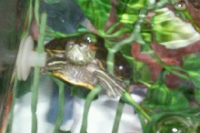 Lilly