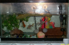 Lilly's Aquarium Setup