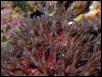 Saltwater - Austin Aquariums