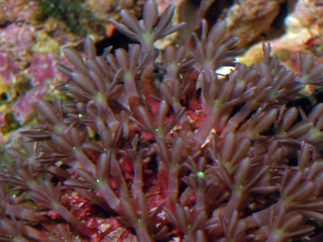 Saltwater - Austin Aquariums