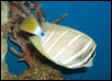 Saltwater Photos
