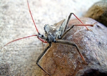 Assassin beetle?
