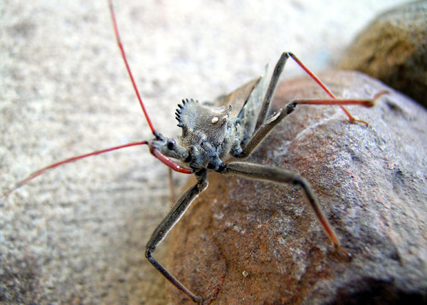 Assassin beetle?