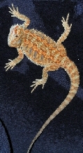 Dragon 11