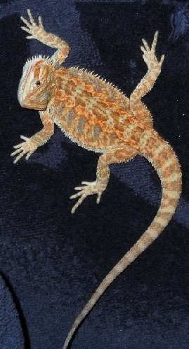 Dragon 11