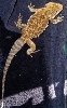 Dragon 5 wet