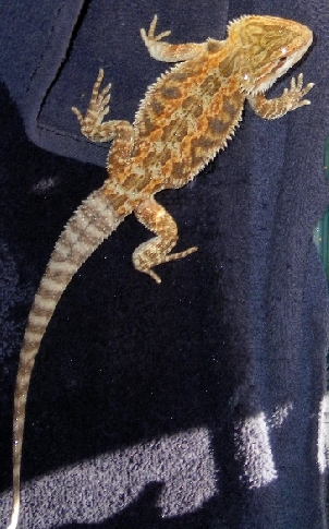 Dragon 5 wet