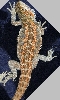 Dragon 9