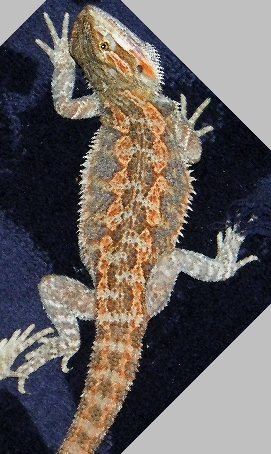 Dragon 9