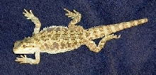 Henrik 1