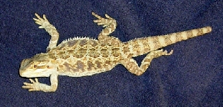Henrik 1