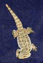 Henrik 2