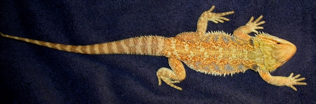 Hy1