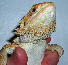 Hy's Beard