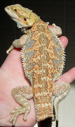 Smaug  Light