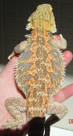 Smaug Normalish