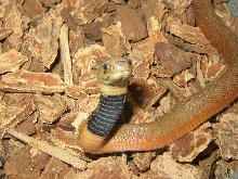 female red spitter