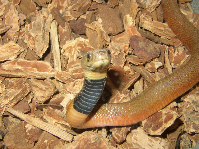 female red spitter