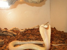 Female Suphan
