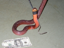 Male Red Spitter