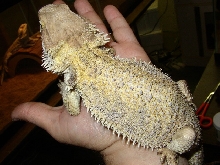 female snow dragon