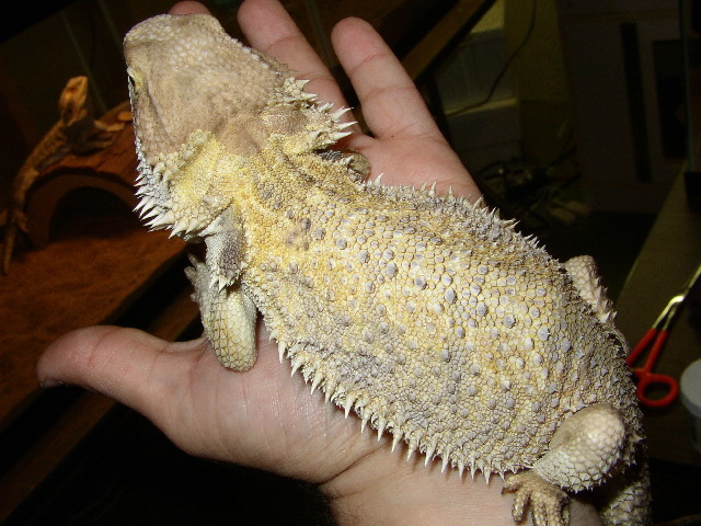 female snow dragon