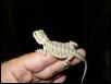 baby snow dragon
